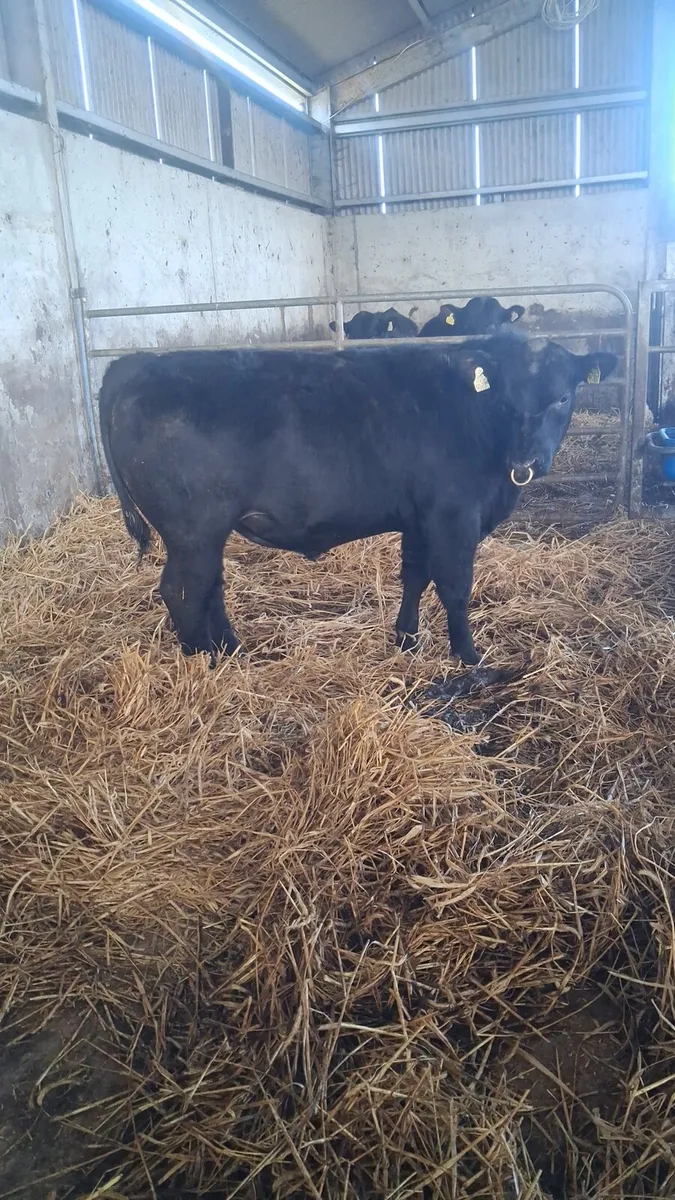 Pedigree Angus Bulls - Image 1