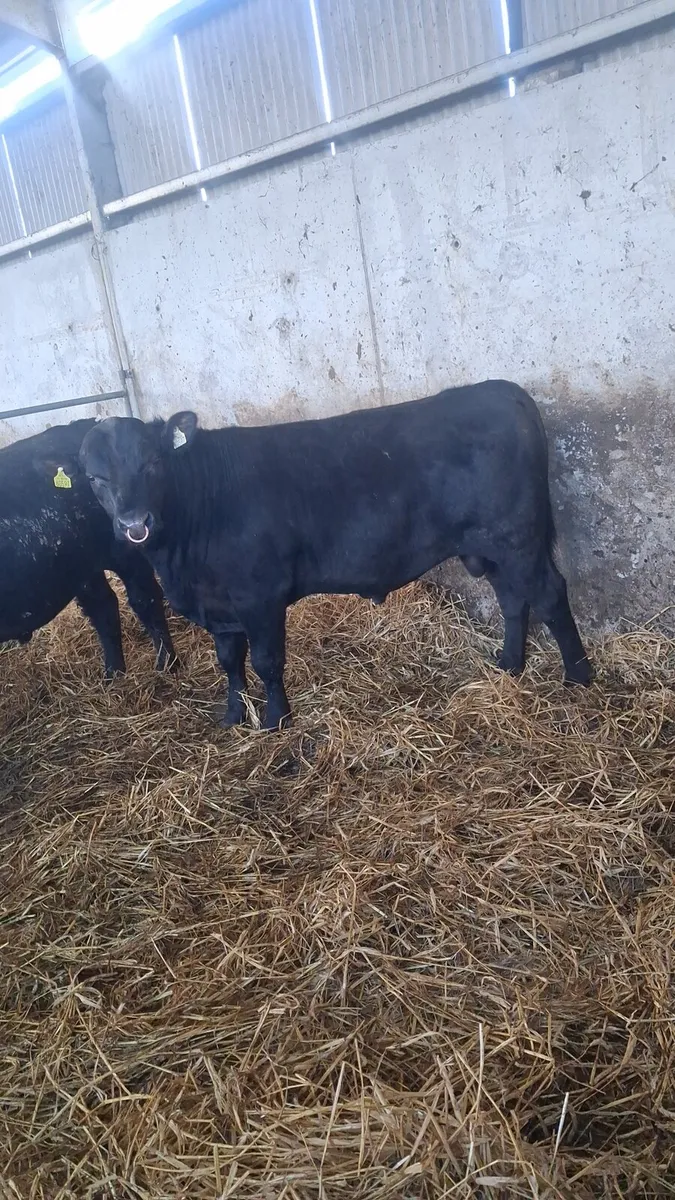 Pedigree Angus Bulls - Image 2