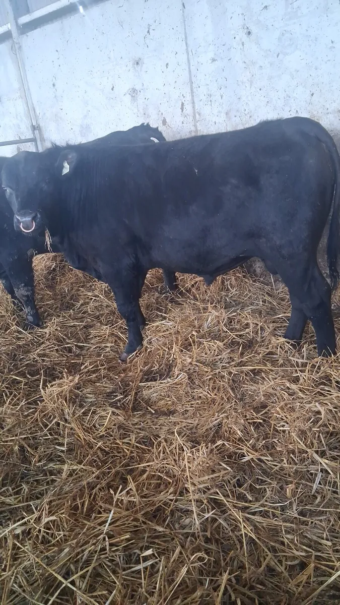 Pedigree Angus Bulls - Image 4