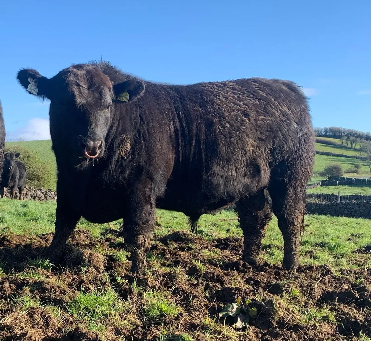 2 Full ORGANIC AA BULLS PBR - Image 1