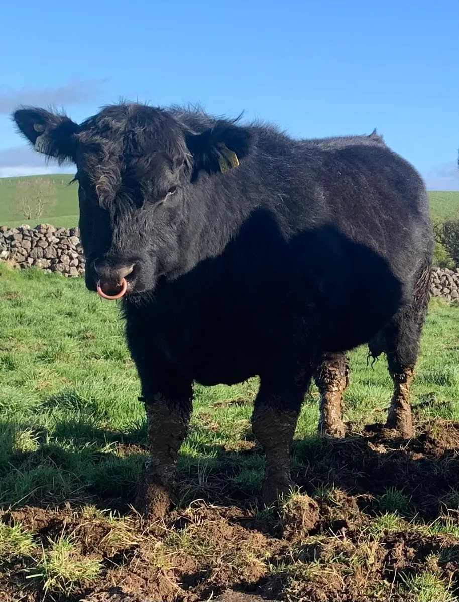 2 Full ORGANIC AA BULLS PBR - Image 2