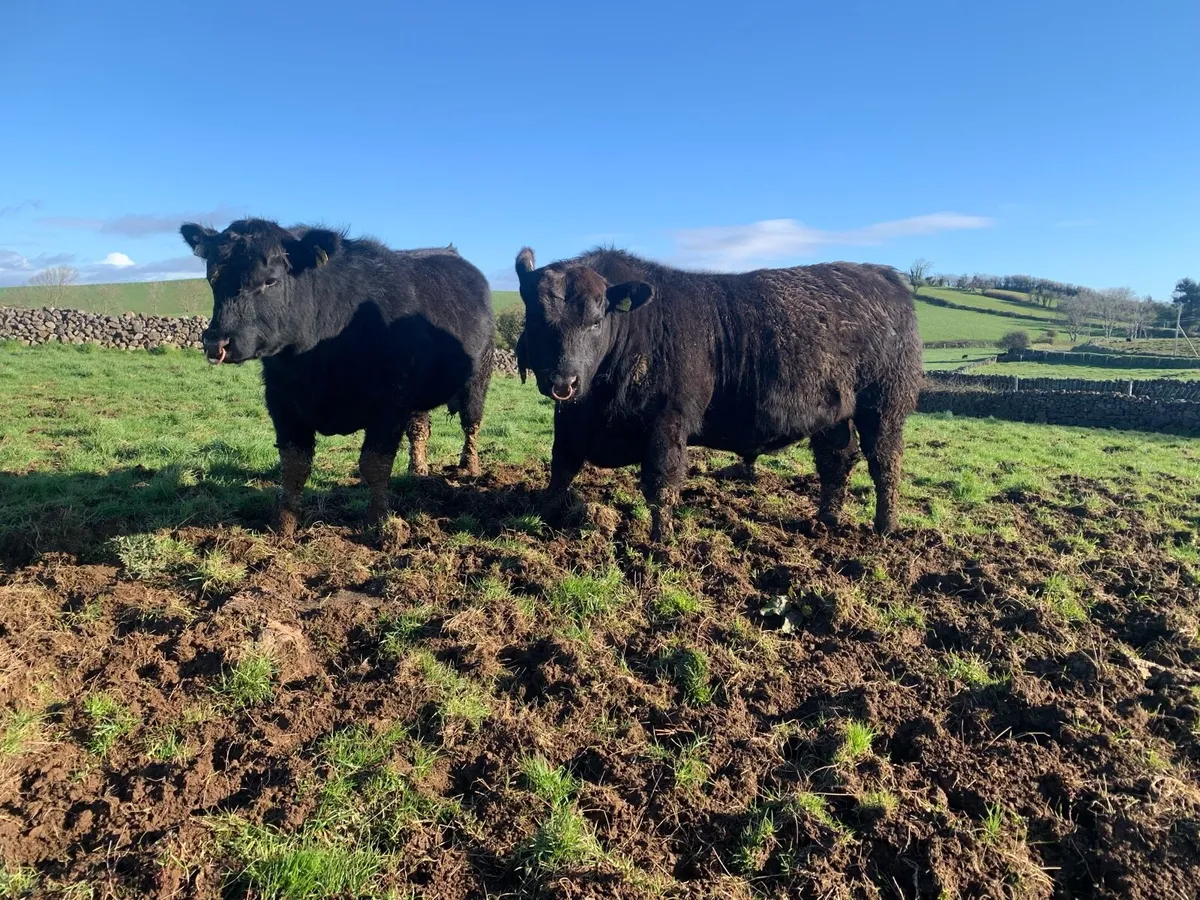 2 Full ORGANIC AA BULLS PBR - Image 3