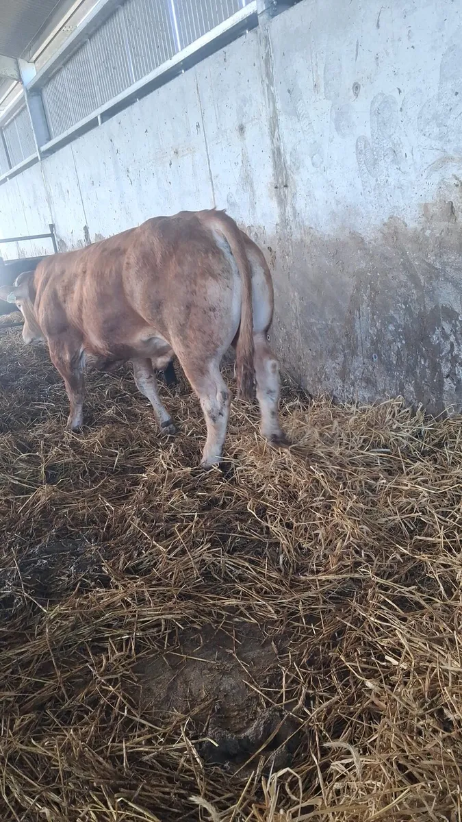 Quality Limousin Bull - Image 3