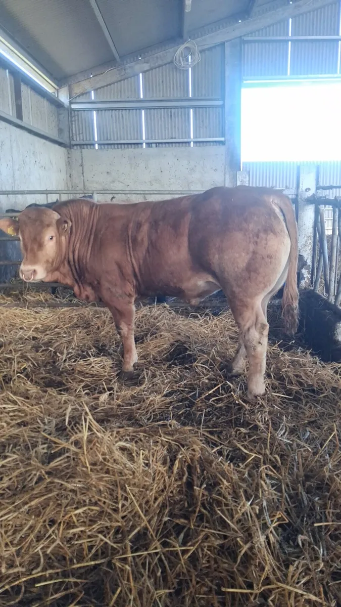 Quality Limousin Bull - Image 4