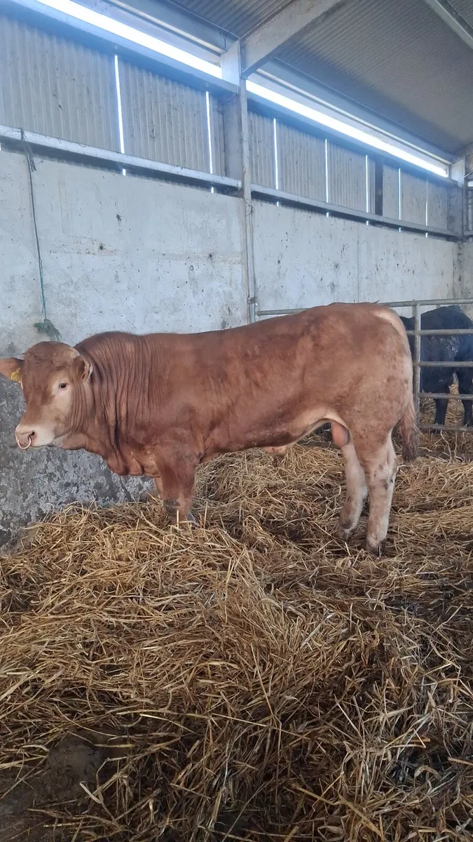 Quality Limousin Bull - Image 1
