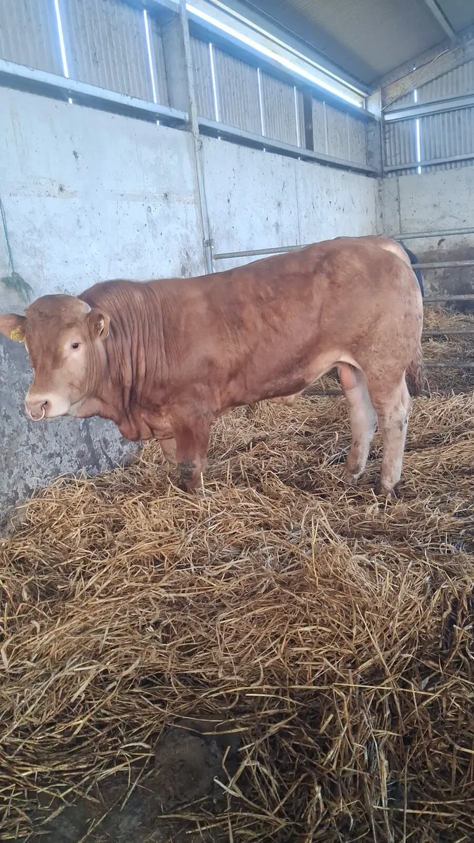 Quality Limousin Bull - Image 2
