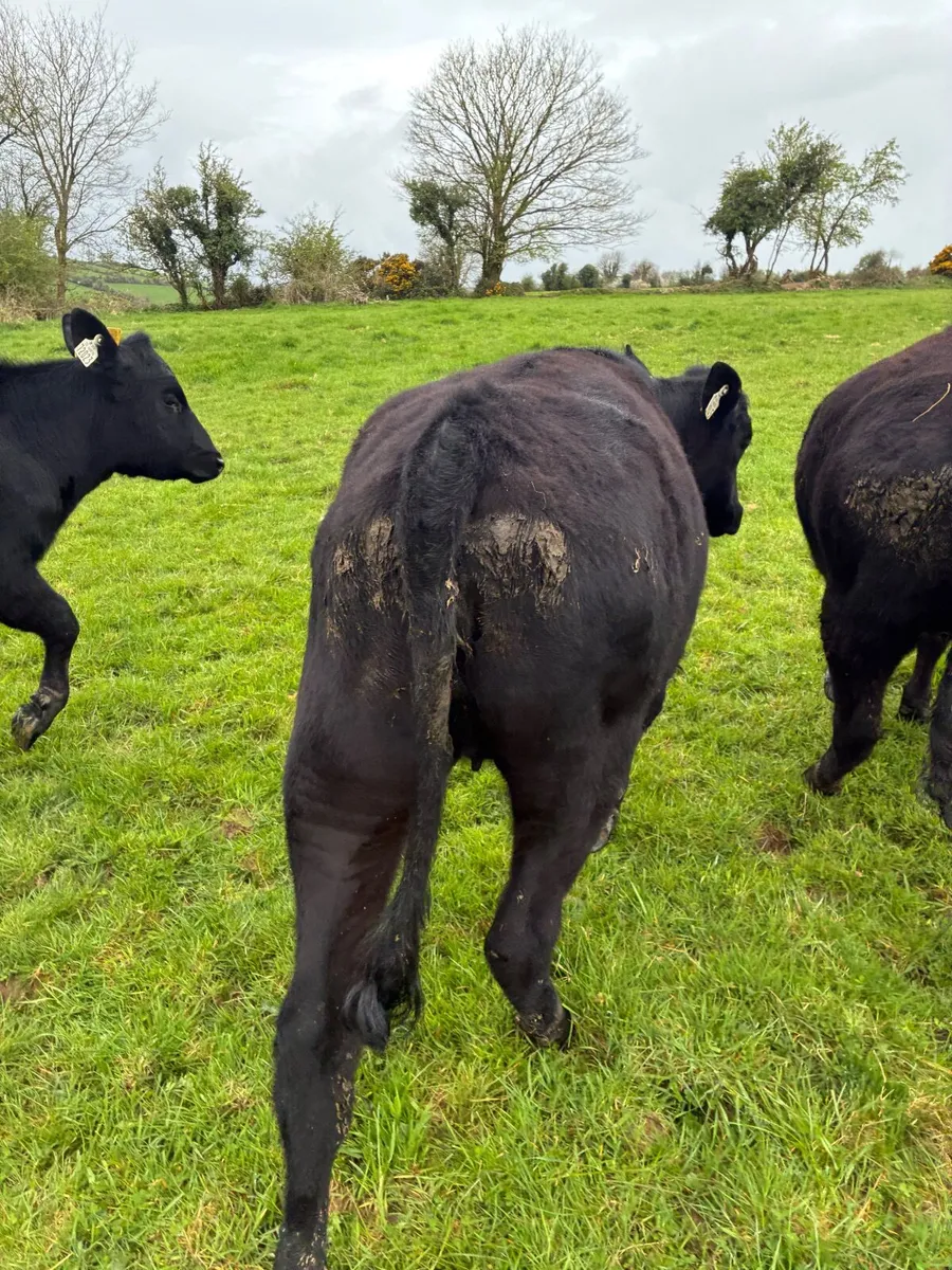 AA heifers - Image 1