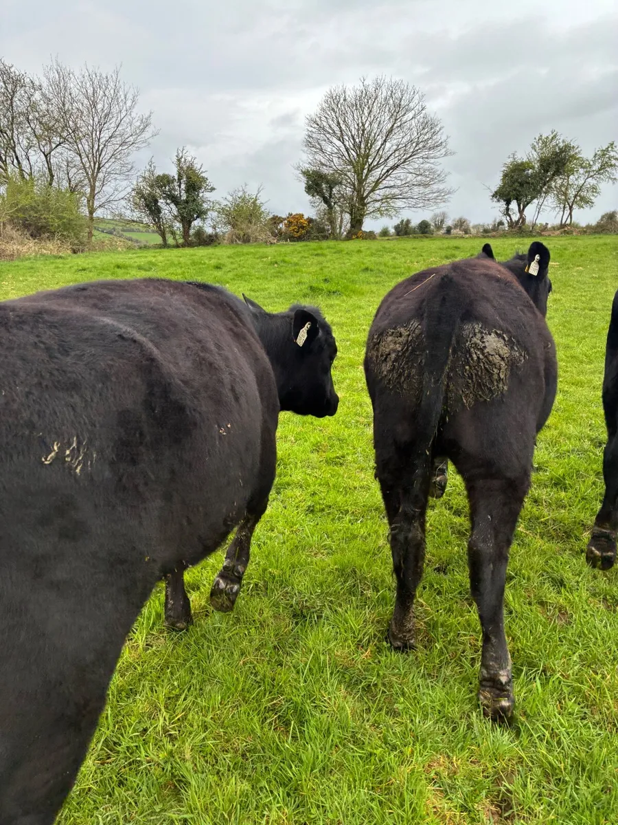 AA heifers - Image 2