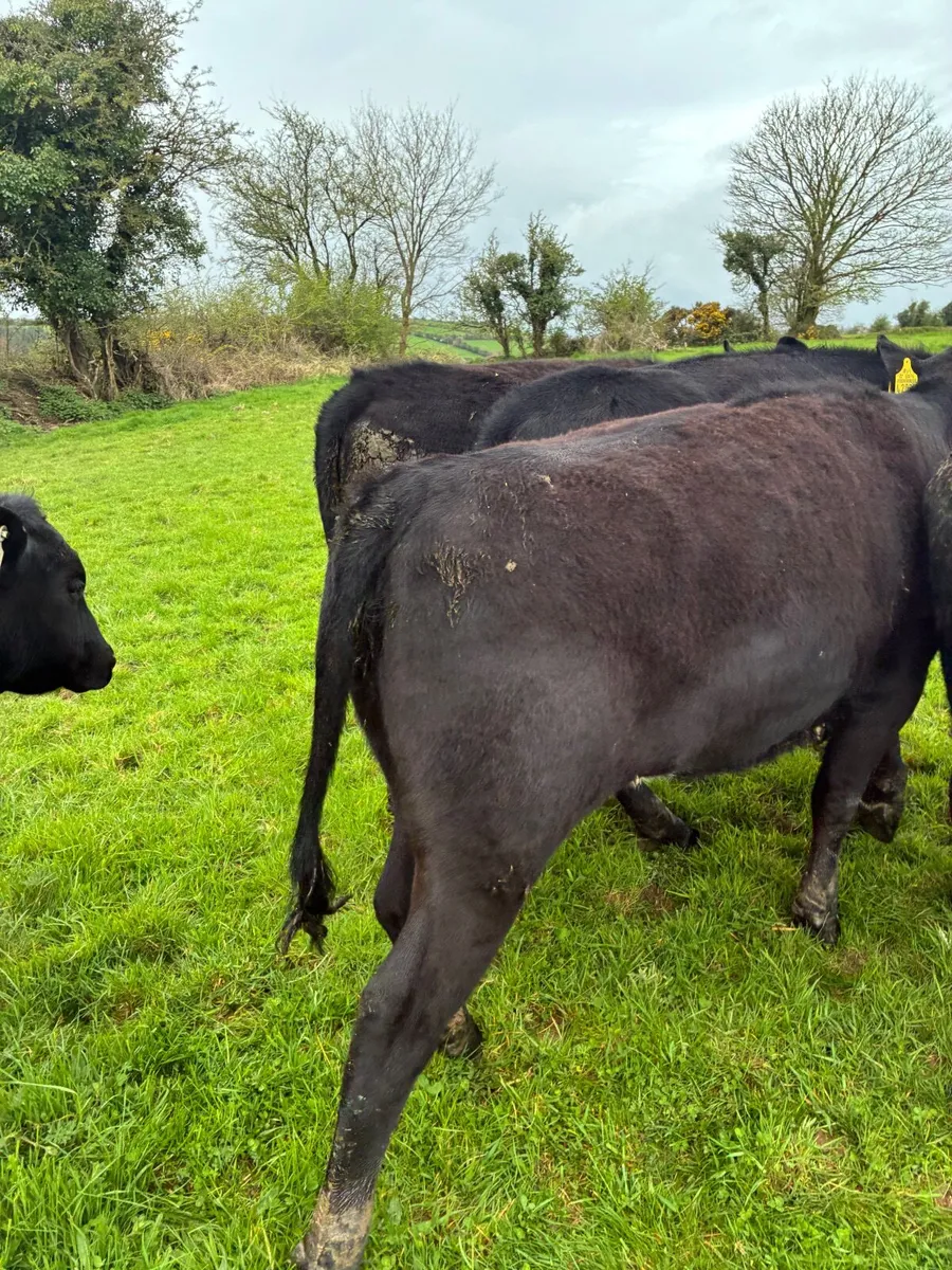 AA heifers - Image 3