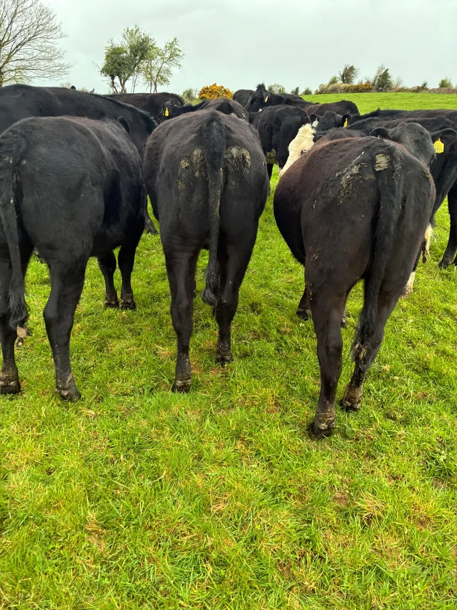 AA heifers - Image 4