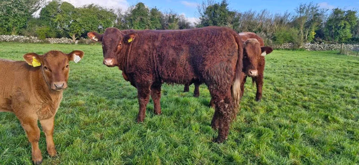 PBR Salers Bulls & Heifers for sale - Image 2