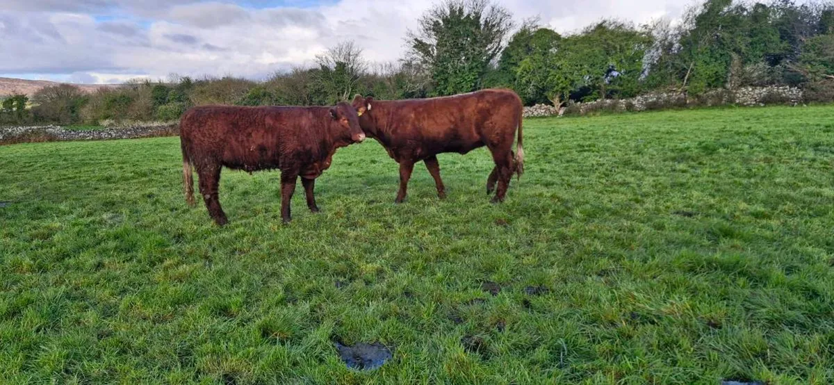 PBR Salers Bulls & Heifers for sale - Image 4