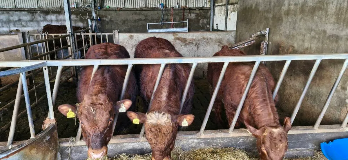 PBR Salers Bulls & Heifers for sale - Image 3