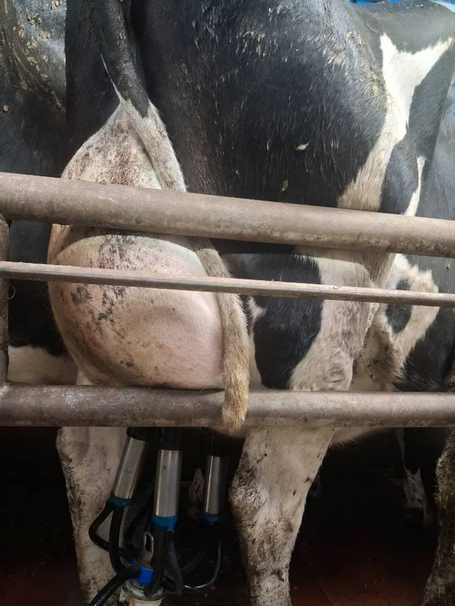 Fresh calved cows for sale - Image 1