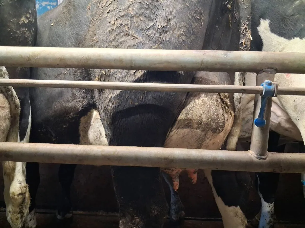 Fresh calved cows for sale - Image 2