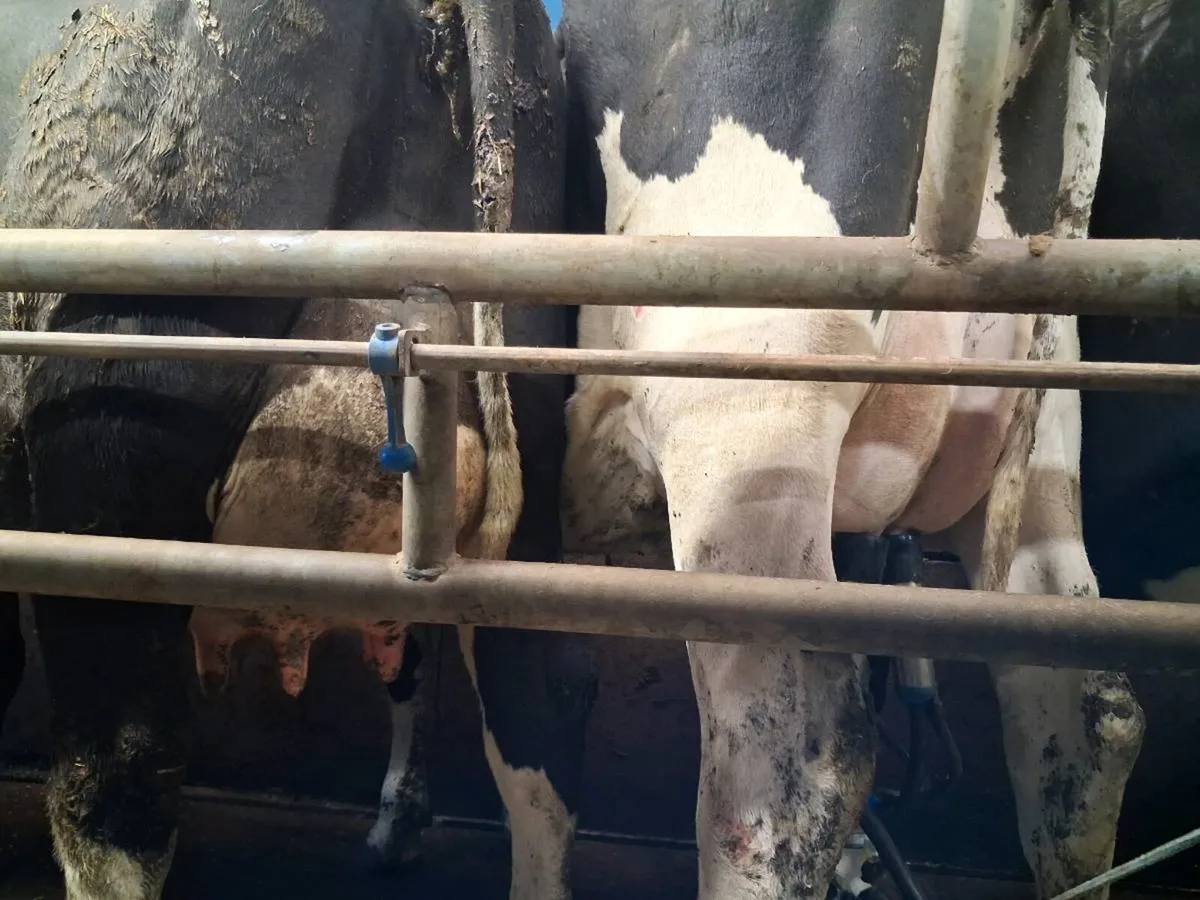 Fresh calved cows for sale - Image 3