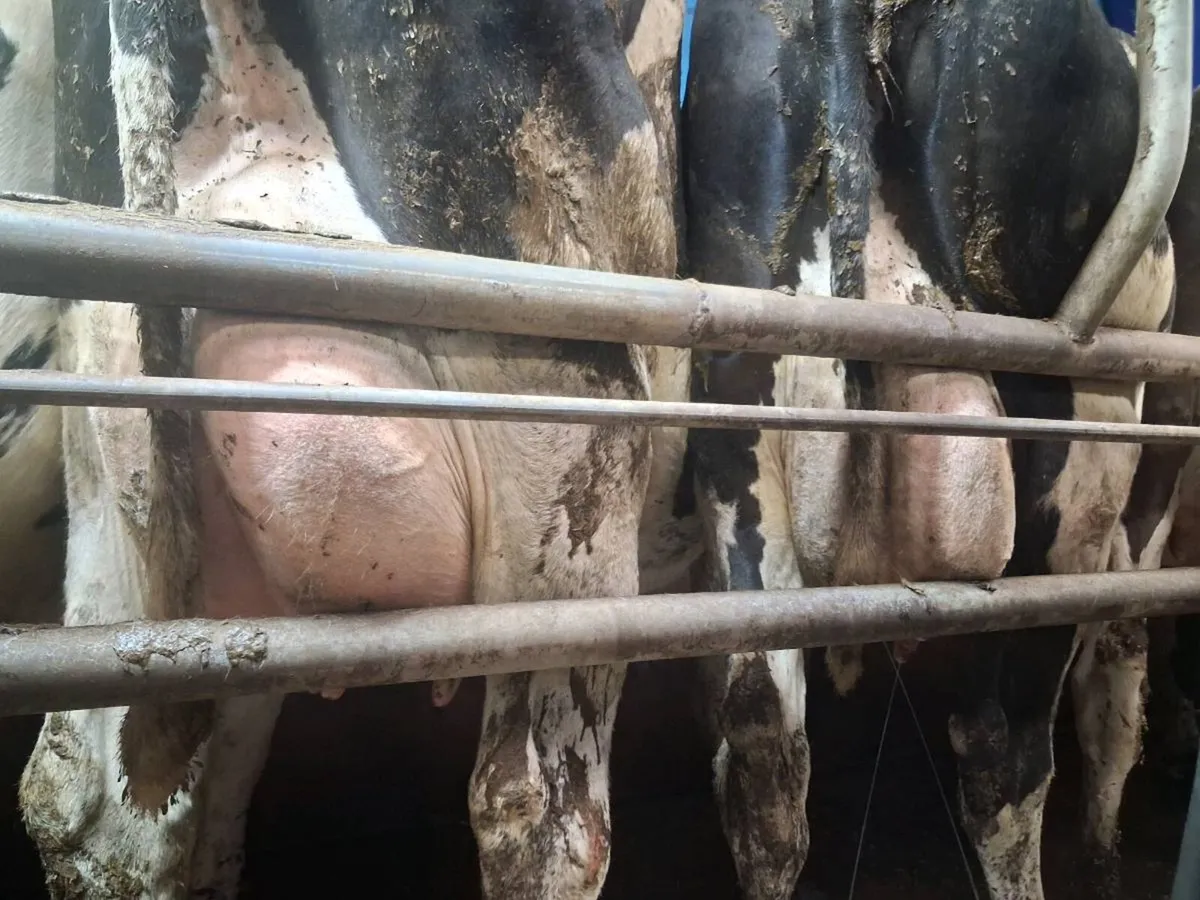 Fresh calved cows for sale - Image 4