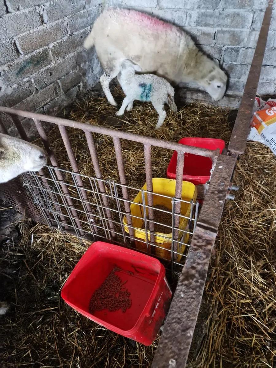 Foster lambs - Image 1