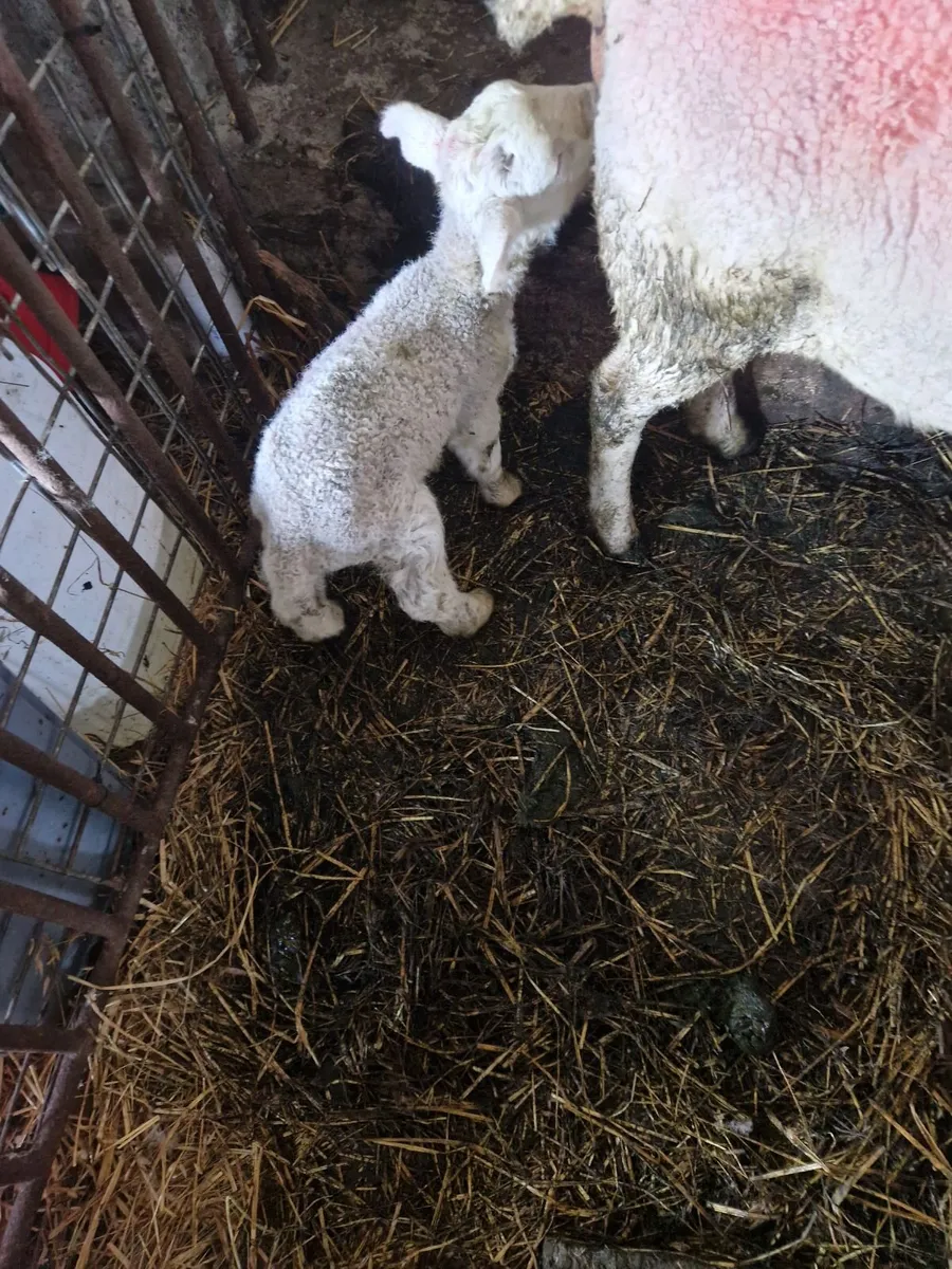 Foster lambs - Image 2