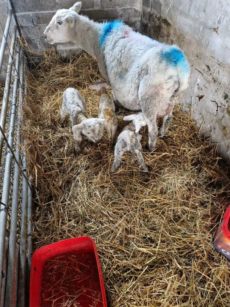 Foster lambs - Image 3
