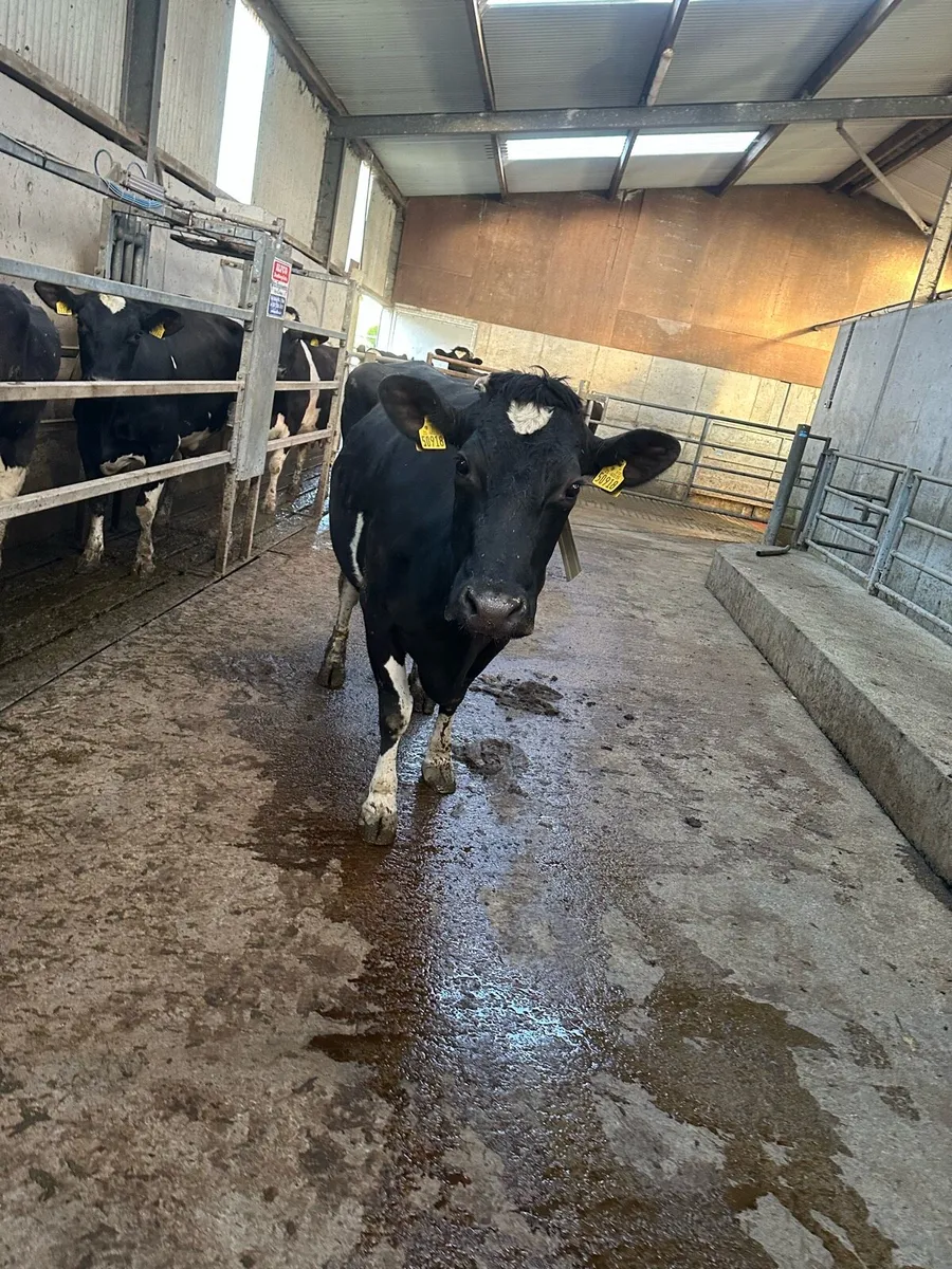 Cows to rear calves - Image 1