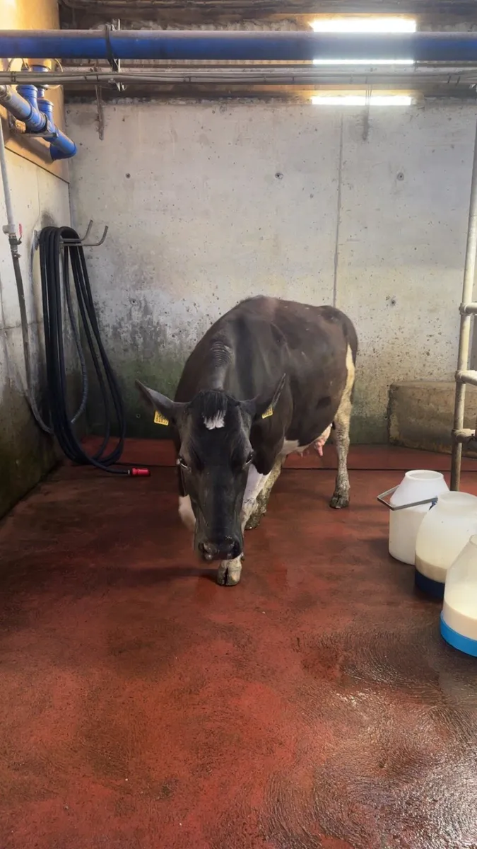 Cows to rear calves - Image 2