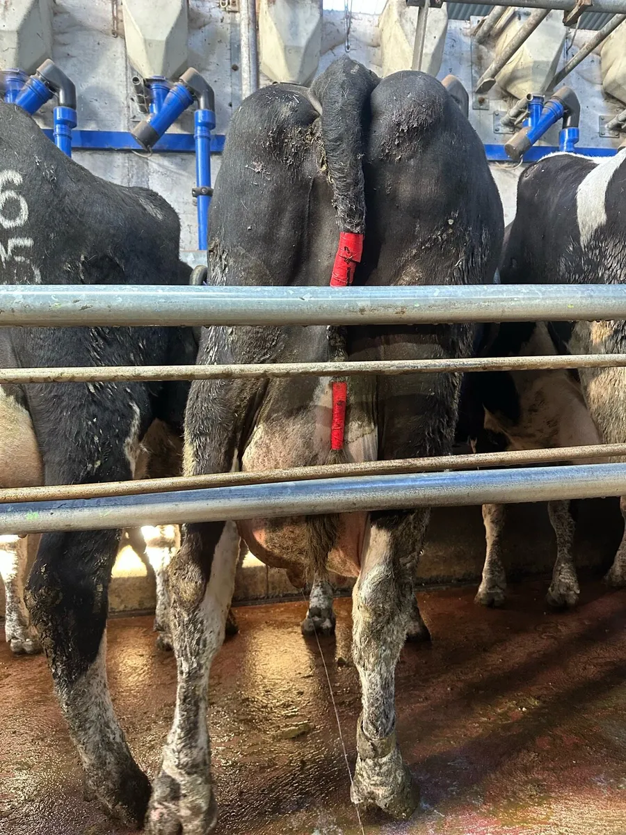 Cows to rear calves - Image 4