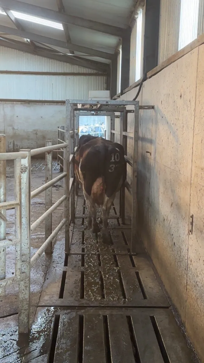 Cows to rear calves - Image 3