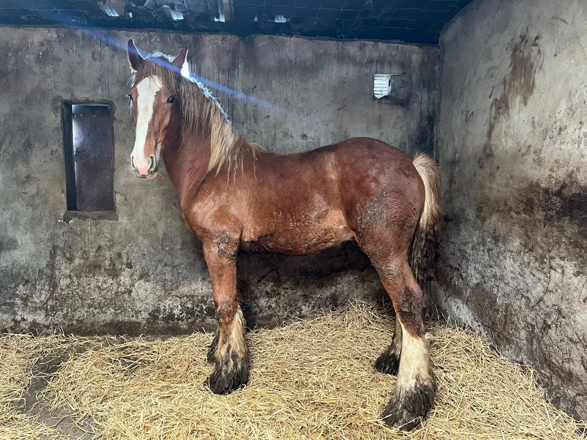 Yearling Colt For Sale - Image 1