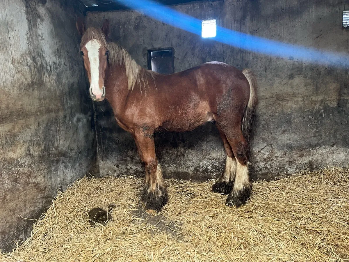 Yearling Colt For Sale - Image 2