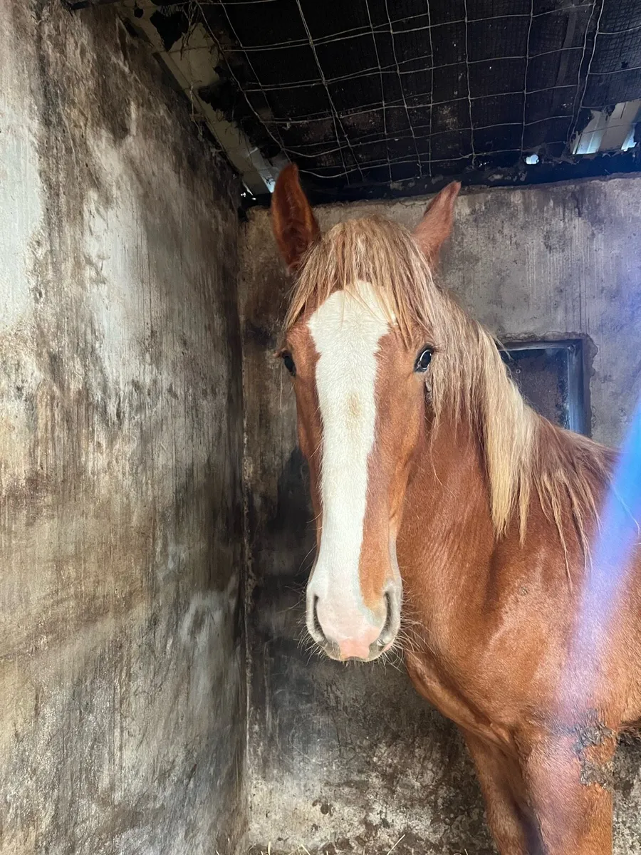 Yearling Colt For Sale - Image 3