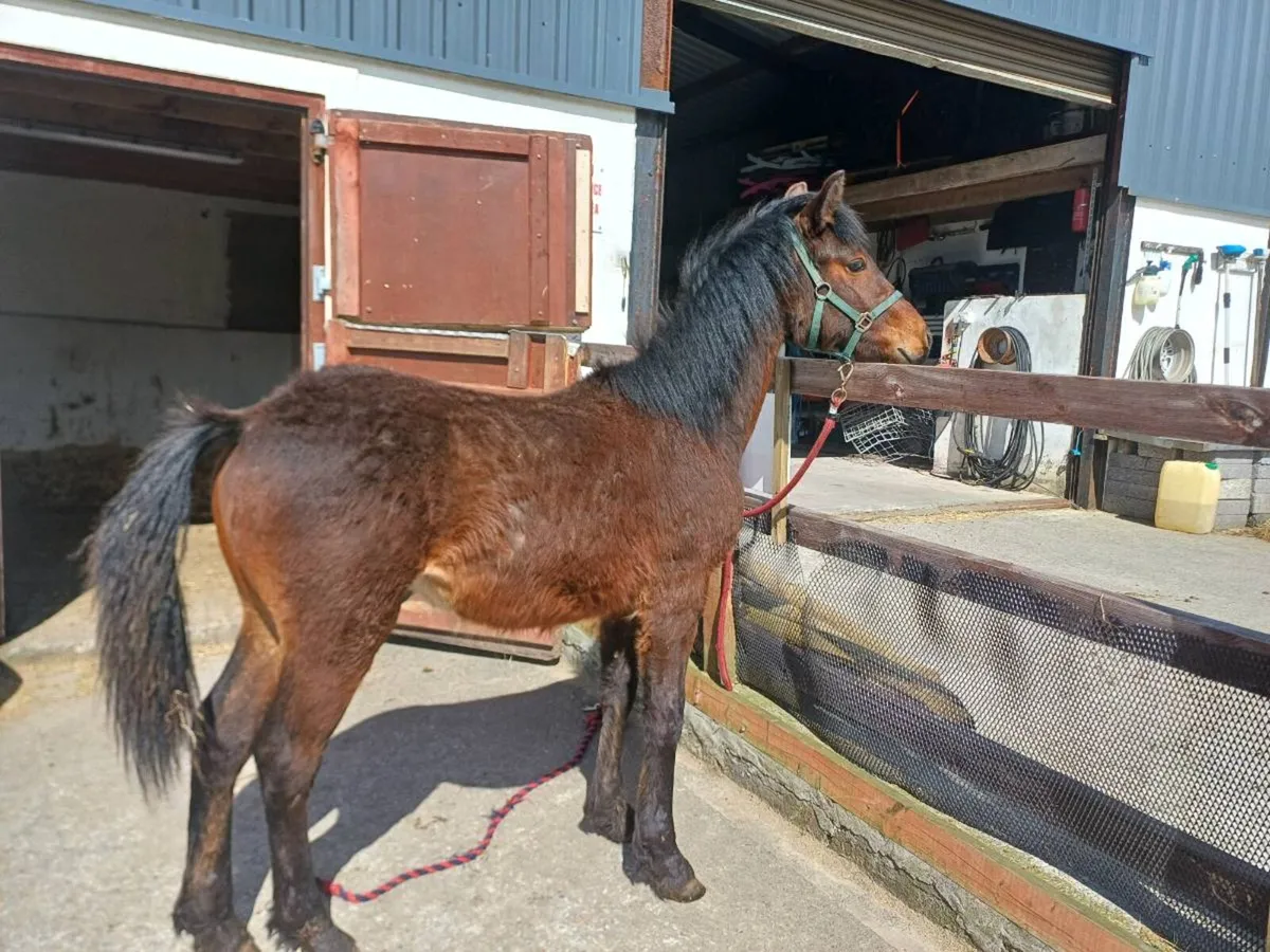 Well Bred Connemara Colt - Image 1