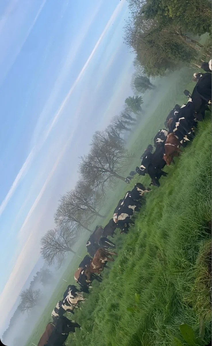 Contract Rearer - Image 2