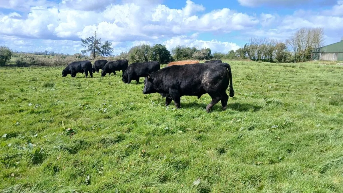 Angus bull - Image 1