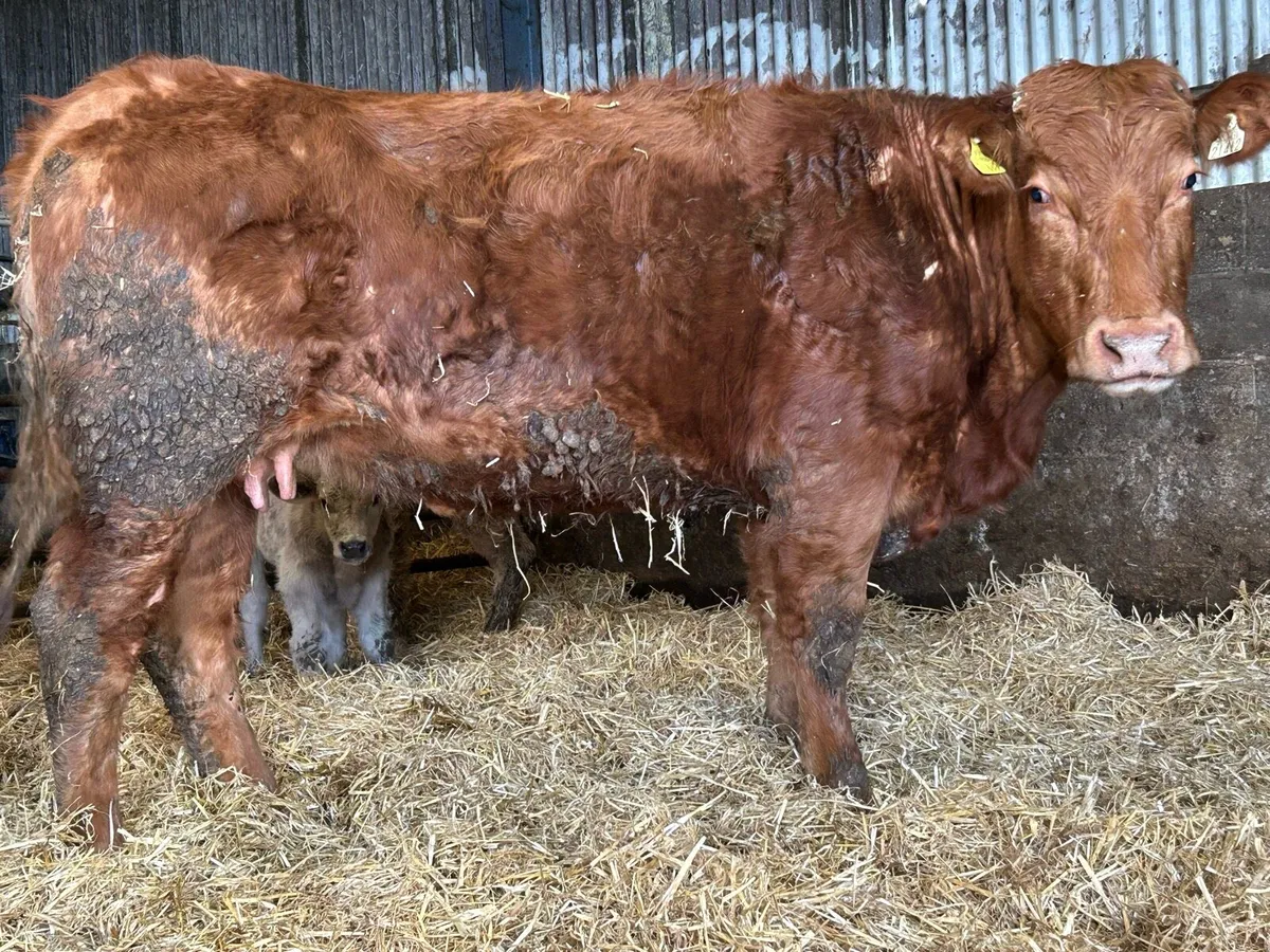 Second  calved cow and bull calf - Image 1