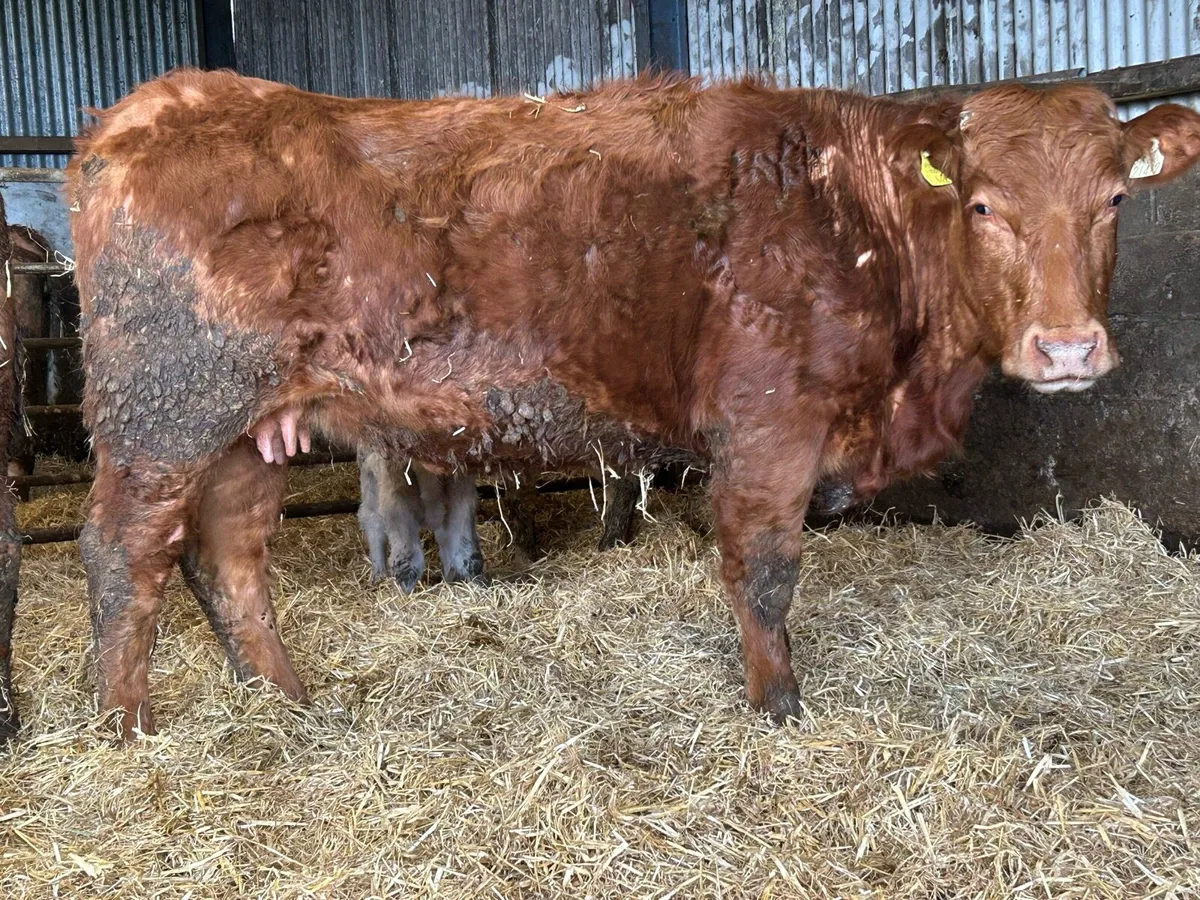 Second  calved cow and bull calf - Image 2