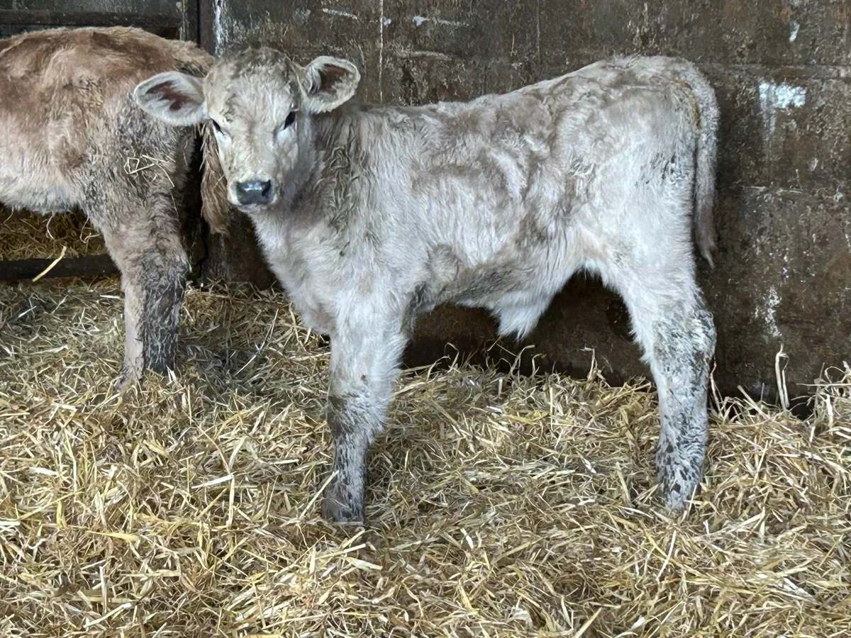 Second  calved cow and bull calf - Image 3