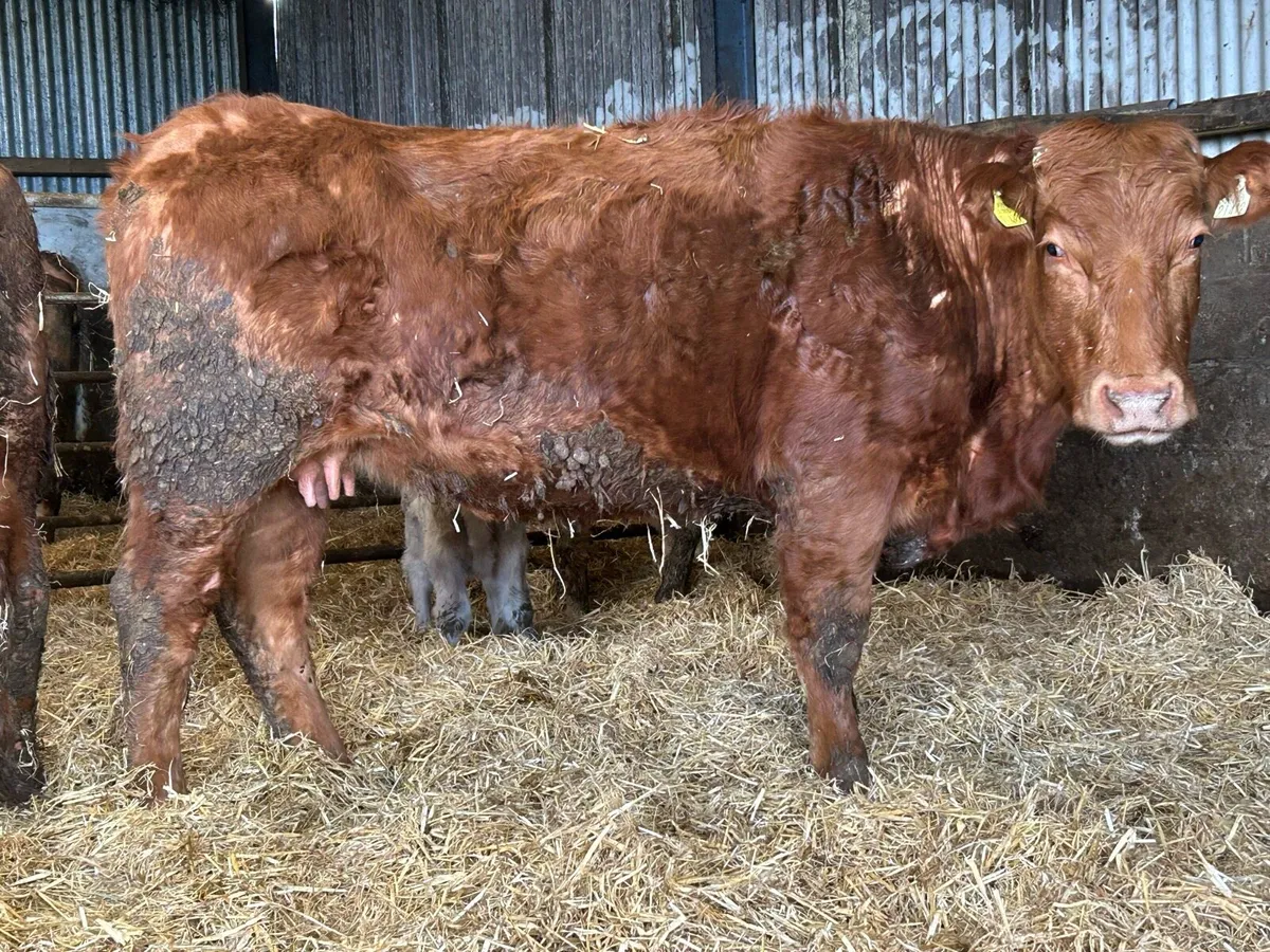 Second  calved cow and bull calf - Image 4