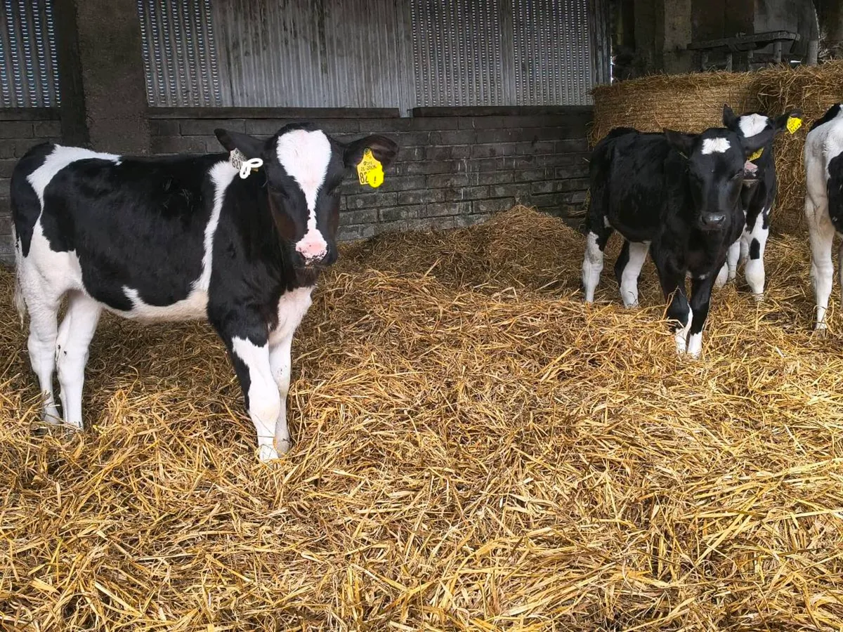 Weaned Friesian heifer calves - Image 3