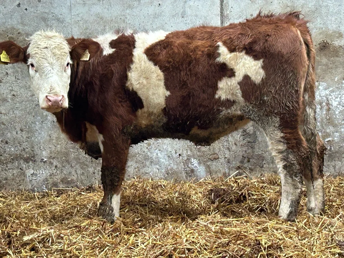 2 super Simmental breeding heifers - Image 2