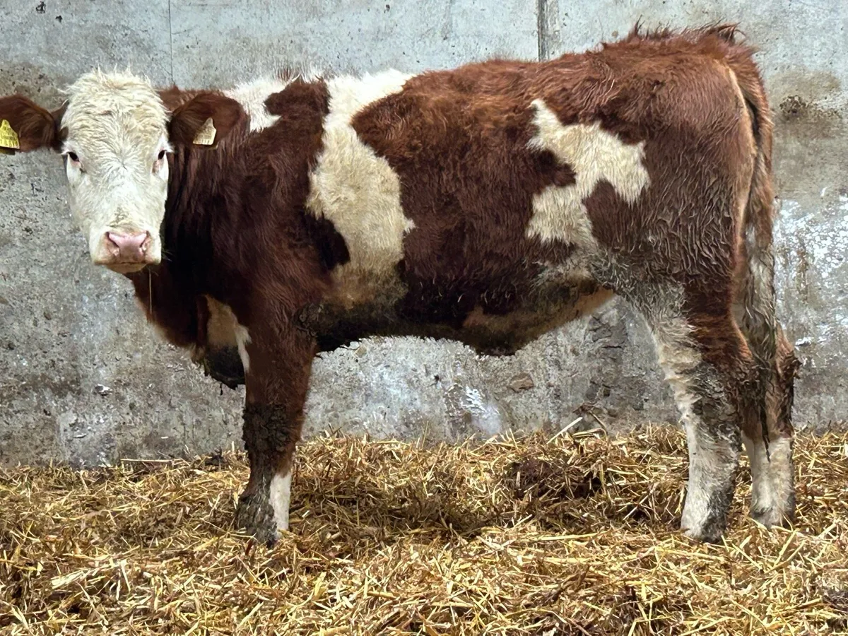 2 super Simmental breeding heifers - Image 1