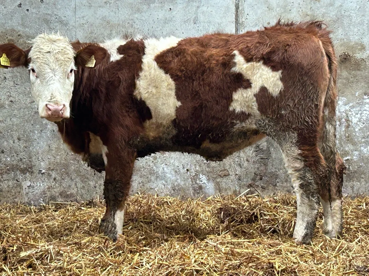 2 super Simmental breeding heifers - Image 3