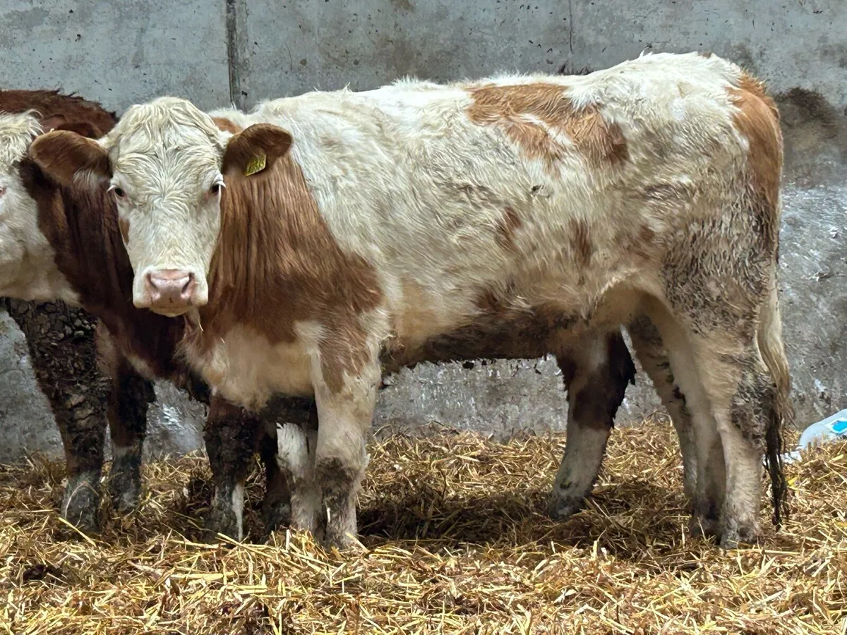 2 super Simmental breeding heifers - Image 4