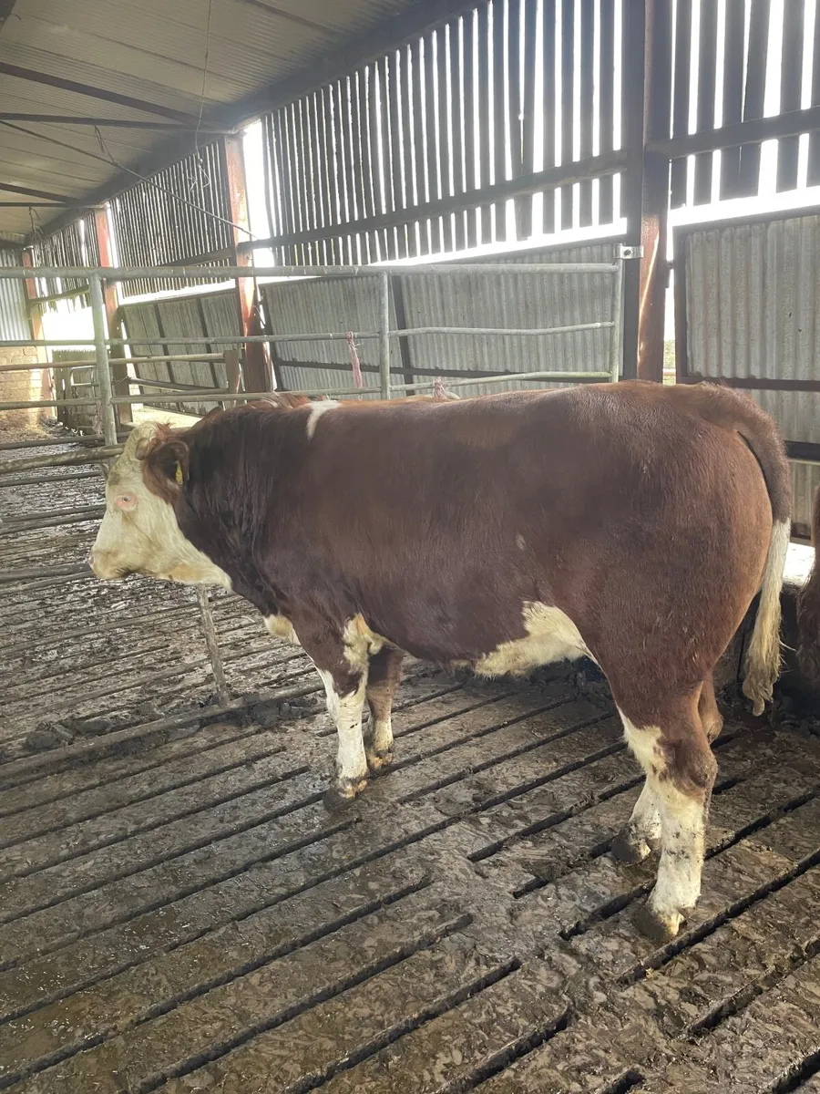 Pure Bred Fleckvieh Bull - Image 1