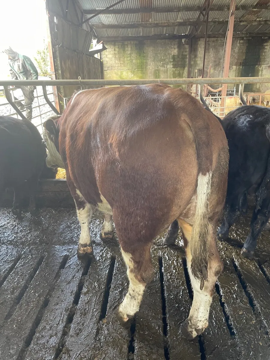 Pure Bred Fleckvieh Bull - Image 2