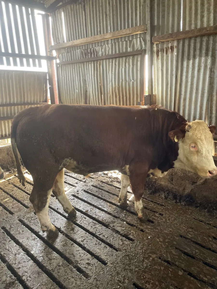 Pure Bred Fleckvieh Bull - Image 3