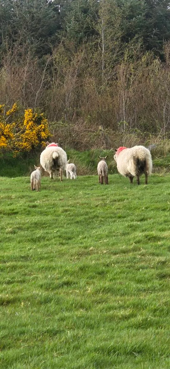 Ewes and Lambs - Image 4