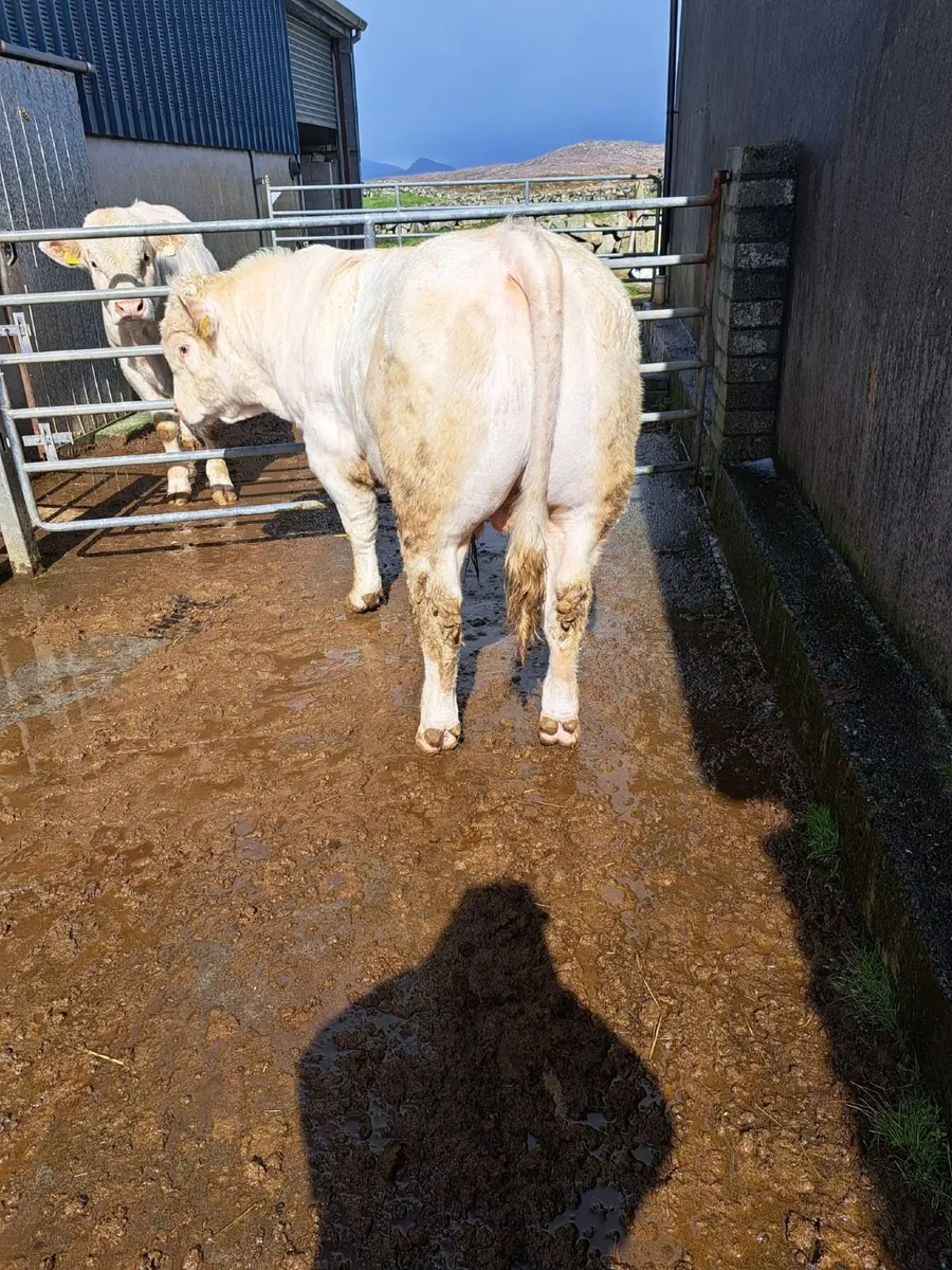 Charolais X Bull AI bred and Charolais heifer AI b - Image 1