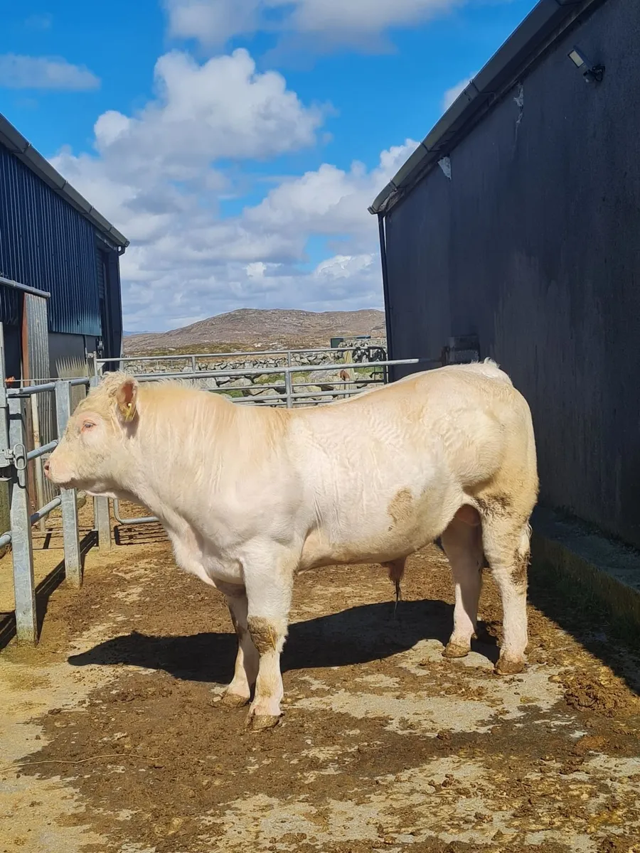 Charolais X Bull AI bred and Charolais heifer AI b - Image 2