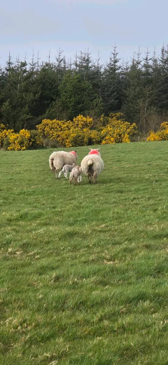 Ewes and Lambs - Image 1